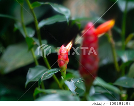 Red Button Ginger plant. Red Button Ginger plant. 109191298