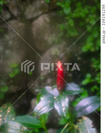 Red Button Ginger plant. 109191299