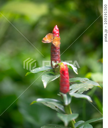 Red Button Ginger plant with a butterfly on it. 109191300