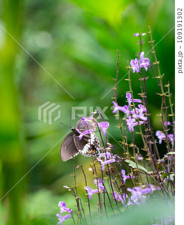 Garden with Mona Lavenders and butterfly. 109191302