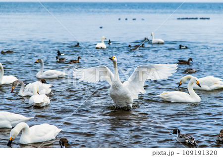 福島 猪苗代湖 白鳥のいる冬景色 福島 猪苗代湖 白鳥のいる冬景色 109191320