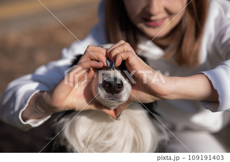 The owner makes a heart on the nose of the border collie dog with her hands.  109191403