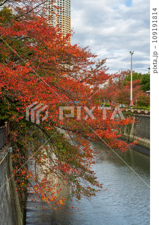 大都会を流れる目黒川沿いで紅葉の見ごろを迎えた桜並木｜なかめ公園橋｜東京都目黒区のタグ 109191814