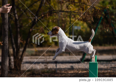Jack Russell Terrier dog jumping over a wooden barrier in a dog playground. Jack Russell Terrier dog jumping over a wooden barrier in a dog playground. 109191885