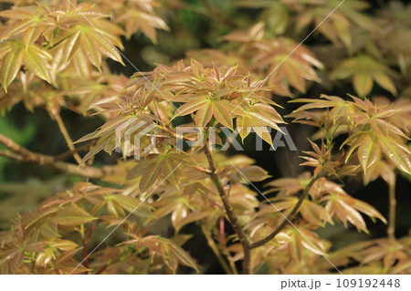 自然 植物 トックリキワタ、南米原産の落葉高木。四月の沖縄、一斉に芽吹き始めた若葉② 自然 植物 トックリキワタ、南米原産の落葉高木。四月の沖縄、一斉に芽吹き始めた若葉② 109192448