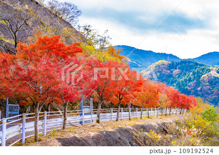 丹沢湖の紅葉 丹沢湖の紅葉 109192524
