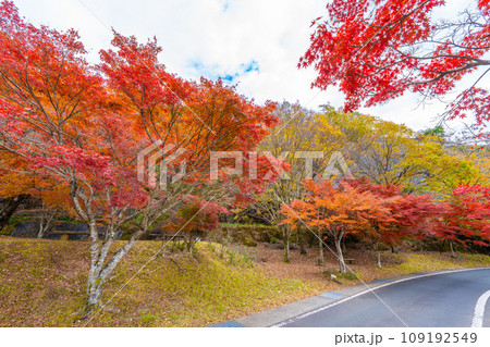 丹沢湖の紅葉 丹沢湖の紅葉 109192549