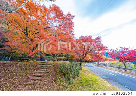 丹沢湖の紅葉 丹沢湖の紅葉 109192554