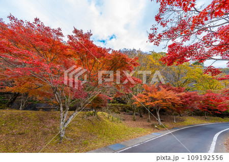 丹沢湖の紅葉 109192556