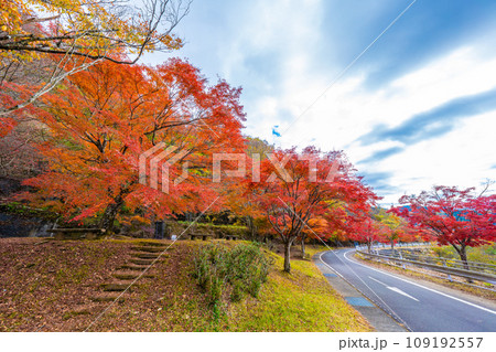 丹沢湖の紅葉 丹沢湖の紅葉 109192557