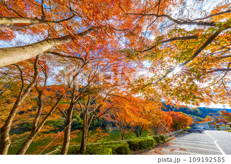 丹沢湖の紅葉 109192585