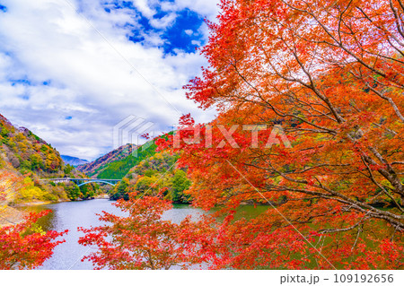 丹沢湖の紅葉 丹沢湖の紅葉 109192656