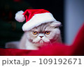 Grey persian cat in santa hat on Christmas background. Selective focus 109192671