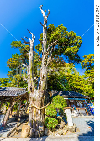 白浜神社の真柏 109193047