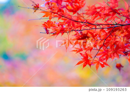 昭和の森会館の紅葉 109193263