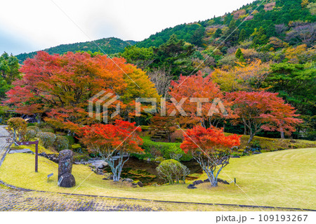 昭和の森会館の紅葉 109193267