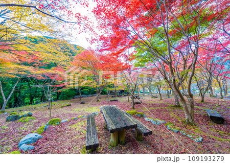昭和の森会館の紅葉 109193279
