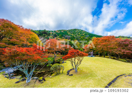 昭和の森会館の紅葉 109193302