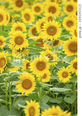 満開のひまわり（北海道 美瑛の四季彩の丘） 109193315