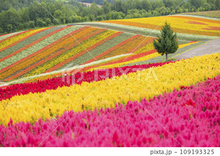 北海道 美瑛の「四季彩の丘」 北海道 美瑛の「四季彩の丘」 109193325