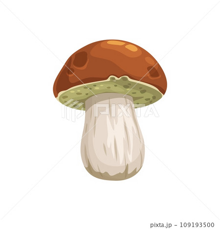 Cep mushroom, isolated cartoon vector fungus, known as porcini, wild edible forest plant, renowned for the robust flavor and brown cap. Delicacy in various cuisines, prized for the earthy richness Cep mushroom, isolated cartoon vector fungus, known as porcini, wild edible forest plant, renowned for the robust flavor and brown cap. Delicacy in various cuisines, prized for the earthy richness 109193500