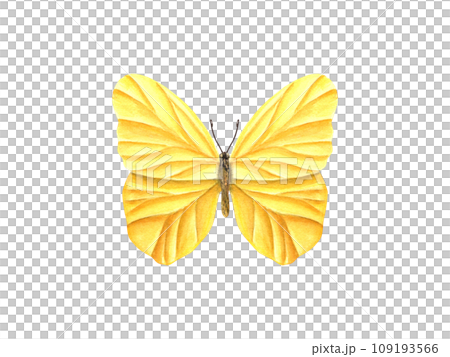 Fluttering yellow butterfly. Lepidoptera, tropical insect and moth. Watercolor illustration for wallpaper, print or textile. Wedding invitation, banner design. Postcards, clothing Fluttering yellow butterfly. Lepidoptera, tropical insect and moth. Watercolor illustration for wallpaper, print or textile. Wedding invitation, banner design. Postcards, clothing 109193566