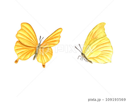 Two flying yellow butterfly. Fluttering lepidoptera, tropical insect and moth. Watercolor illustration for wallpaper, print, textile. Wedding invitation, banner design. Postcards, clothing Two flying yellow butterfly. Fluttering lepidoptera, tropical insect and moth. Watercolor illustration for wallpaper, print, textile. Wedding invitation, banner design. Postcards, clothing 109193569