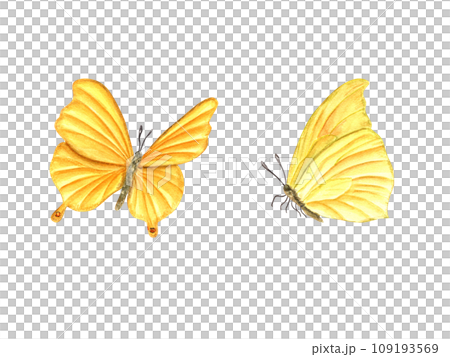 Two flying yellow butterfly. Fluttering lepidoptera, tropical insect and moth. Watercolor illustration for wallpaper, print, textile. Wedding invitation, banner design. Postcards, clothing Two flying yellow butterfly. Fluttering lepidoptera, tropical insect and moth. Watercolor illustration for wallpaper, print, textile. Wedding invitation, banner design. Postcards, clothing 109193569