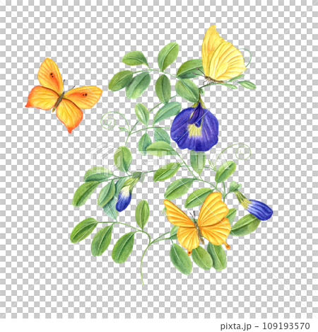 Climbing branches of Thai butterfly pea flowers. Yellow butterflies fluttering around tropical plant. Ipomoea, clitoria ternatea, bluebellvine. Watercolor illustration for package, label, poster Climbing branches of Thai butterfly pea flowers. Yellow butterflies fluttering around tropical plant. Ipomoea, clitoria ternatea, bluebellvine. Watercolor illustration for package, label, poster 109193570