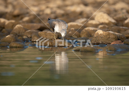 Common Greenshank Searching for Food 109193615