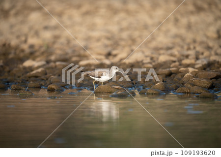 Common Greenshank Searching for Food Common Greenshank Searching for Food 109193620