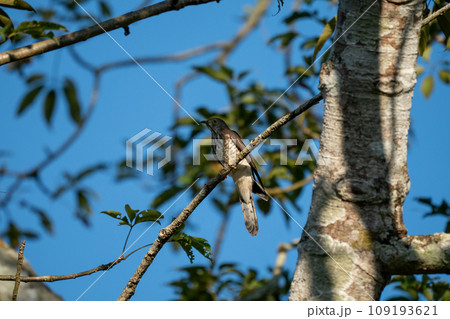 Cuckoo Perched on a Branch Cuckoo Perched on a Branch 109193621