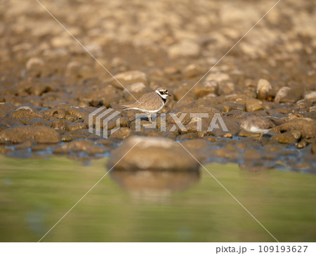 Little Ringed Plover Little Ringed Plover 109193627