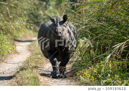 One Horned Rhino on Dirt Road One Horned Rhino on Dirt Road 109193628