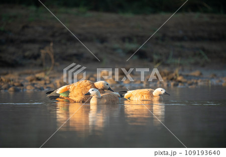 Ruddy Shelducks in the Morning Light Ruddy Shelducks in the Morning Light 109193640