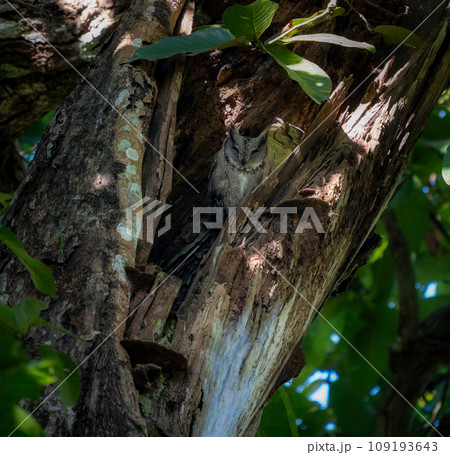 Striated Scops Owl 109193643