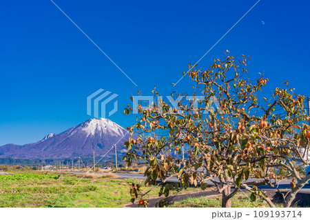 (鳥取県)快晴の桝水高原・残り柿の向こうに雪化粧した大山 (鳥取県)快晴の桝水高原・残り柿の向こうに雪化粧した大山 109193714