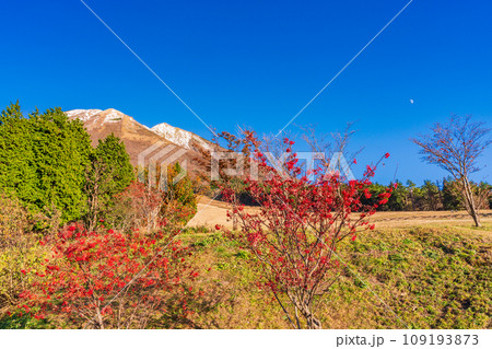 (鳥取県)ますみず高原スノーパーク・三段紅葉した大山 (鳥取県)ますみず高原スノーパーク・三段紅葉した大山 109193873