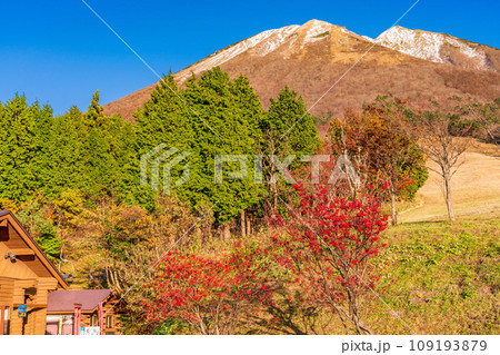 (鳥取県)ますみず高原スノーパークの紅葉と雪化粧した大山 (鳥取県)ますみず高原スノーパークの紅葉と雪化粧した大山 109193879