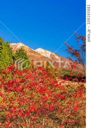 (鳥取県)ますみず高原スノーパーク・三段紅葉した大山 (鳥取県)ますみず高原スノーパーク・三段紅葉した大山 109193881
