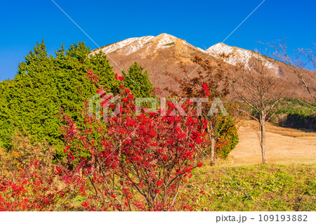（鳥取県）ますみず高原スノーパーク・三段紅葉した大山 109193882