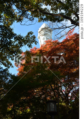 紅葉の中から覗く白衣大観音 109194229