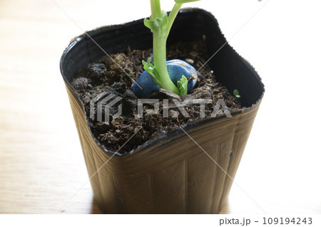 ソラ豆の苗 ソラ豆の苗 109194243