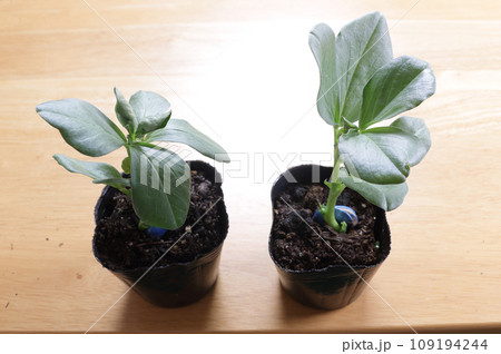 ソラ豆の苗 ソラ豆の苗 109194244