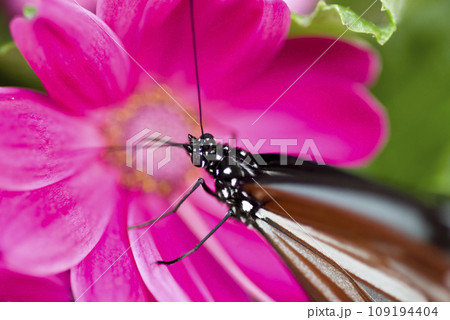 蝶のアサギマダラがピンク色の花の蜜を吸っています。学名はParantica sitaです。 蝶のアサギマダラがピンク色の花の蜜を吸っています。学名はParantica sitaです。 109194404
