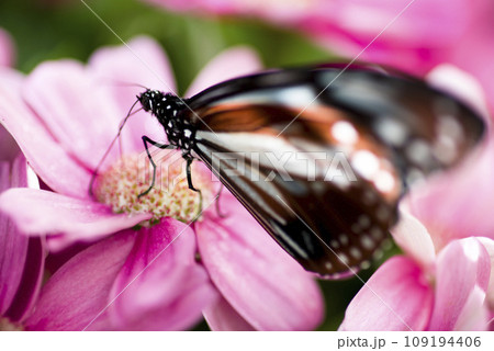 蝶のアサギマダラがピンク色の花の蜜を吸っています。学名はParantica sitaです。 109194406