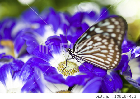 リュウキュウアサギマダラが紫色の花の蜜を吸っています。学名はIdeopsis similisです。 109194433