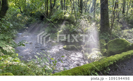 光芒が差し込む森の中の小川(木谷沢渓流) 光芒が差し込む森の中の小川(木谷沢渓流) 109194498