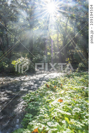 光芒が差し込む森の中の小川(木谷沢渓流) 光芒が差し込む森の中の小川(木谷沢渓流) 109194504