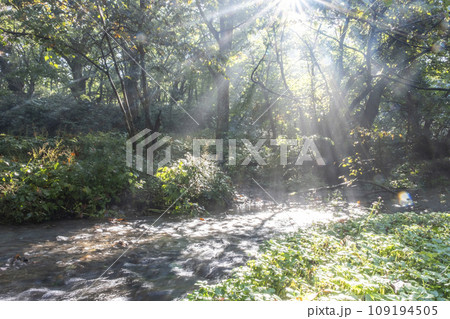 光芒が差し込む森の中の小川（木谷沢渓流） 109194505